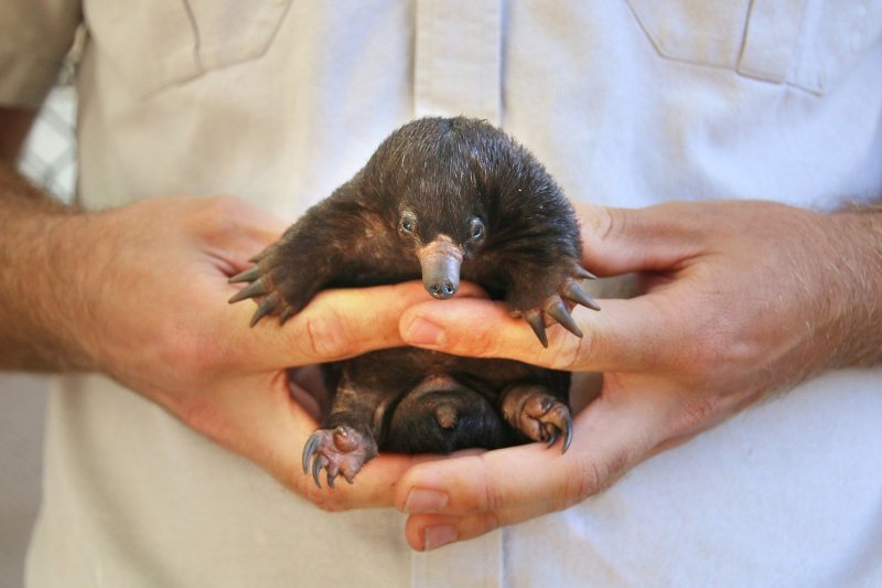 Mali ješci rođeni u australskom Zoološkom vrtu Taronga