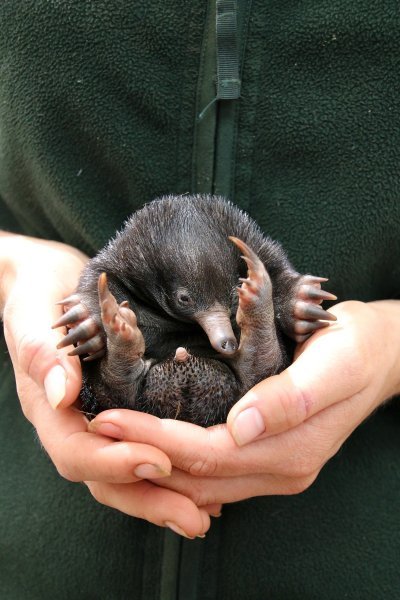 Mali ješci rođeni u australskom Zoološkom vrtu Taronga