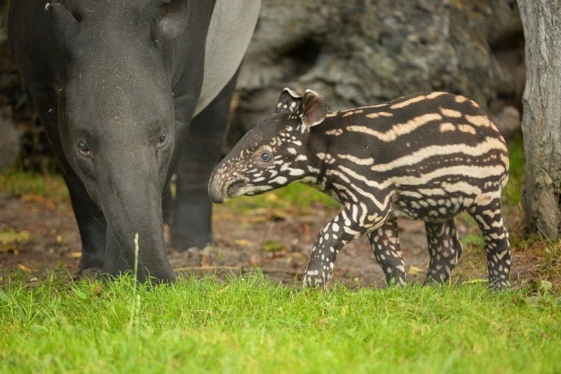 Mali malezijski tapir