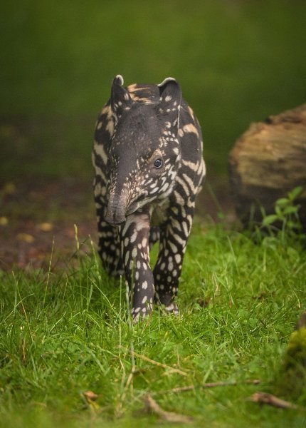 Mali malezijski tapir