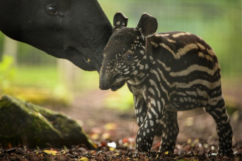 Mali malezijski tapir