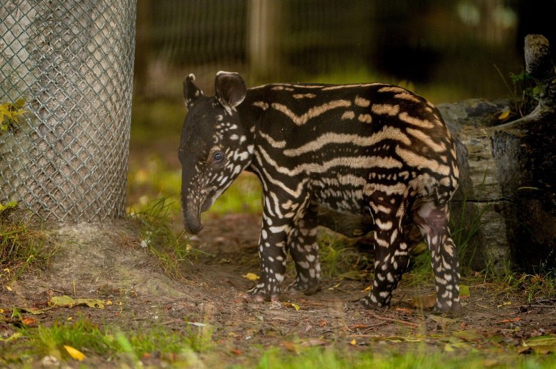 Mali malezijski tapir