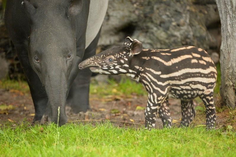 Mali malezijski tapir