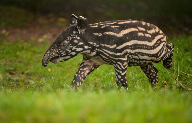 Mali malezijski tapir