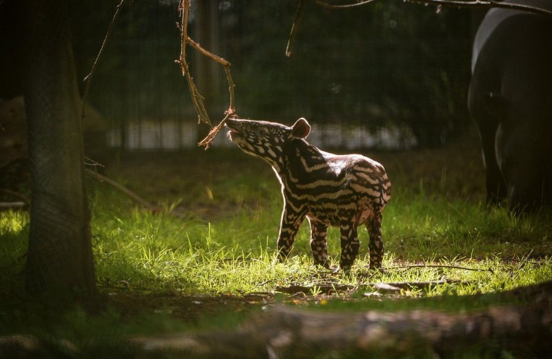 Mali malezijski tapir