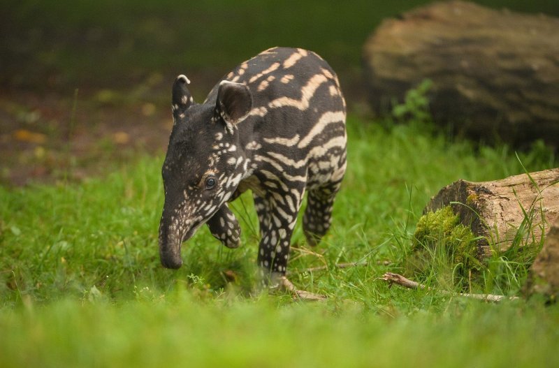 Mali malezijski tapir