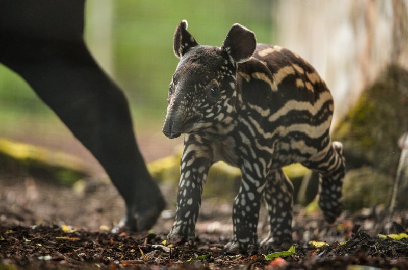 Mali malezijski tapir