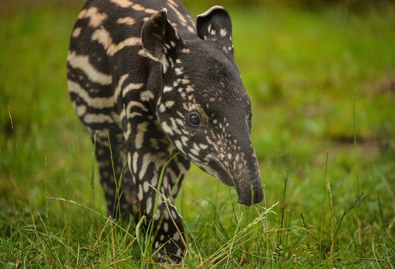 Mali malezijski tapir