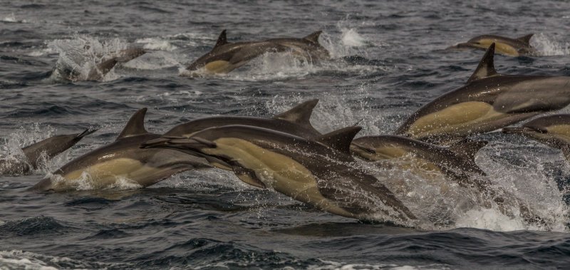 Najveća migracija riba i morskih sisavaca na planetu