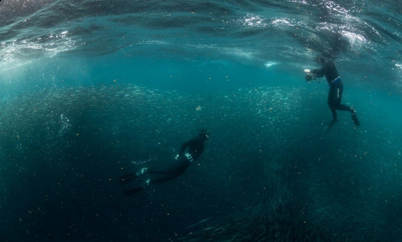 Najveća migracija riba i morskih sisavaca na planetu