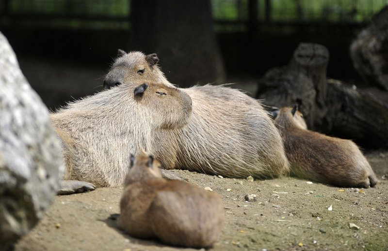 Zagrebački ZOO proslavio 93. rođendan