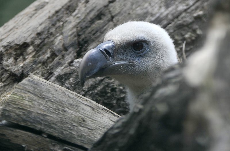 Zagrebački ZOO proslavio 93. rođendan
