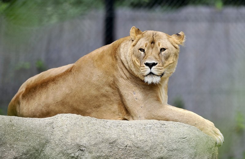 Zagrebački ZOO proslavio 93. rođendan