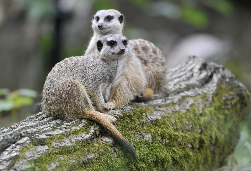 Zagrebački ZOO proslavio 93. rođendan