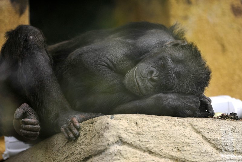 Zagrebački ZOO proslavio 93. rođendan