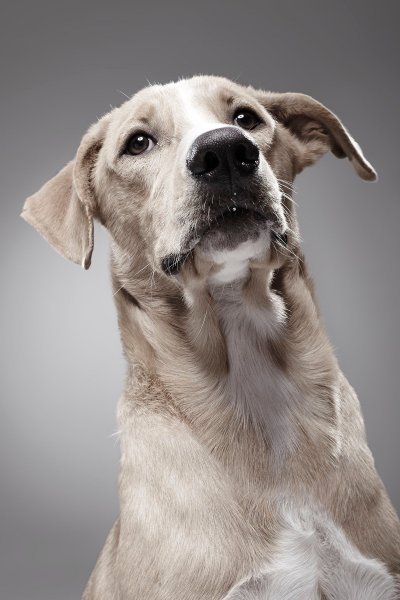 Psi udruge K9 Friends
