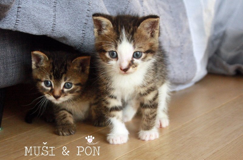 Muši & Pon