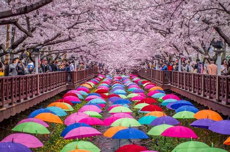 Festival trešnjinog cvata