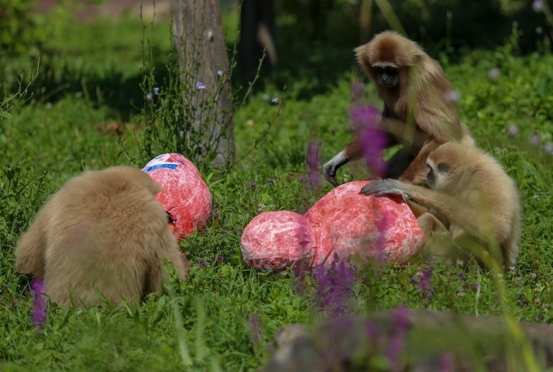 Giboni u Zagrebačkom ZOO-u predviđaju nogometni rezultat