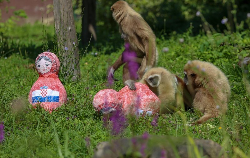 Giboni u Zagrebačkom ZOO-u predviđaju nogometni rezultat