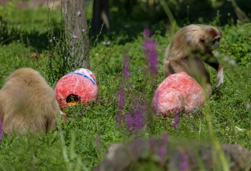 Giboni u Zagrebačkom ZOO-u predviđaju nogometni rezultat