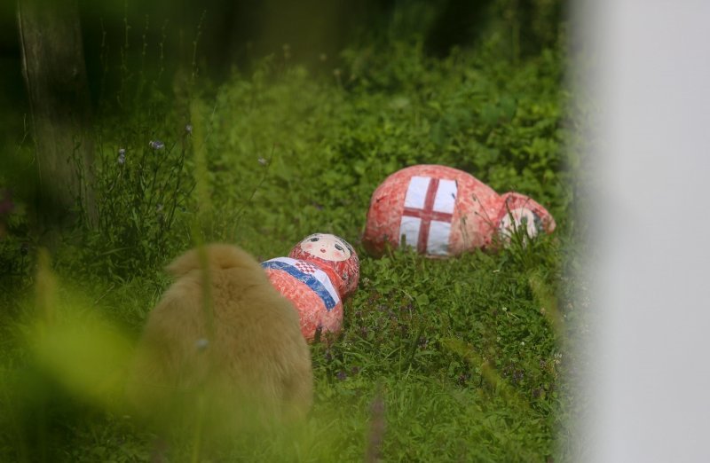 Giboni u Zagrebačkom ZOO-u predviđaju nogometni rezultat