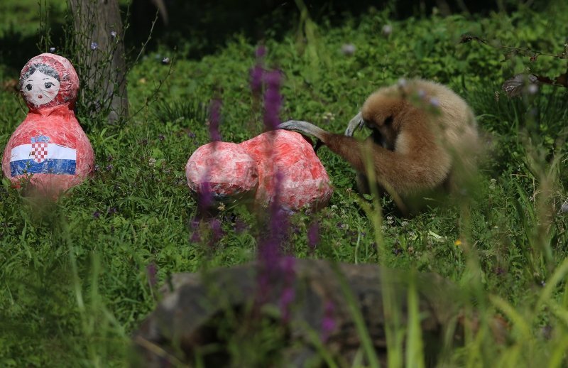 Giboni u Zagrebačkom ZOO-u predviđaju nogometni rezultat