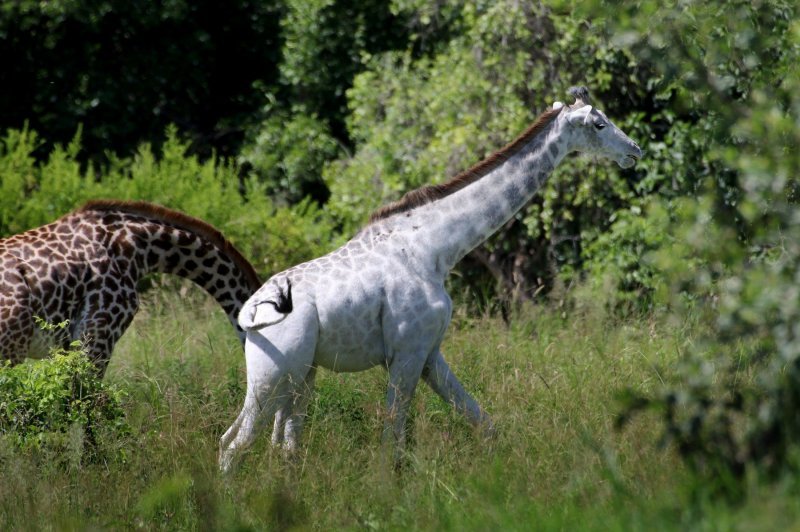 Rijetka albino žirafa