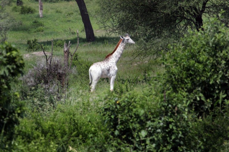 Rijetka albino žirafa