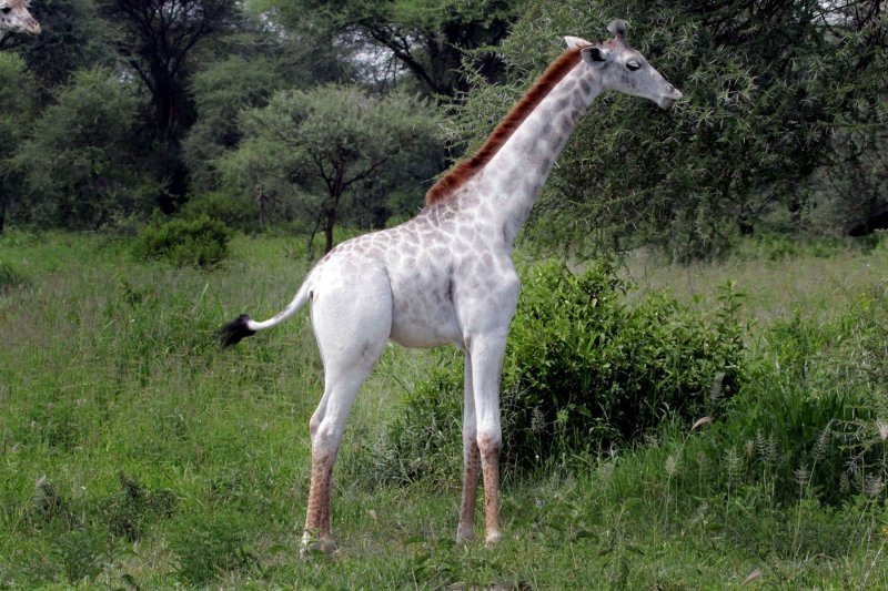 Rijetka albino žirafa