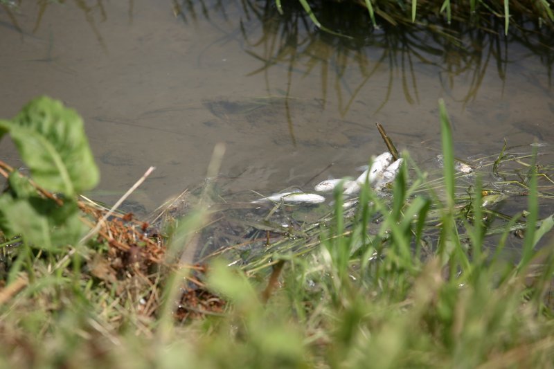 Mutnim potokom Kustošak plutaju uginule ribe