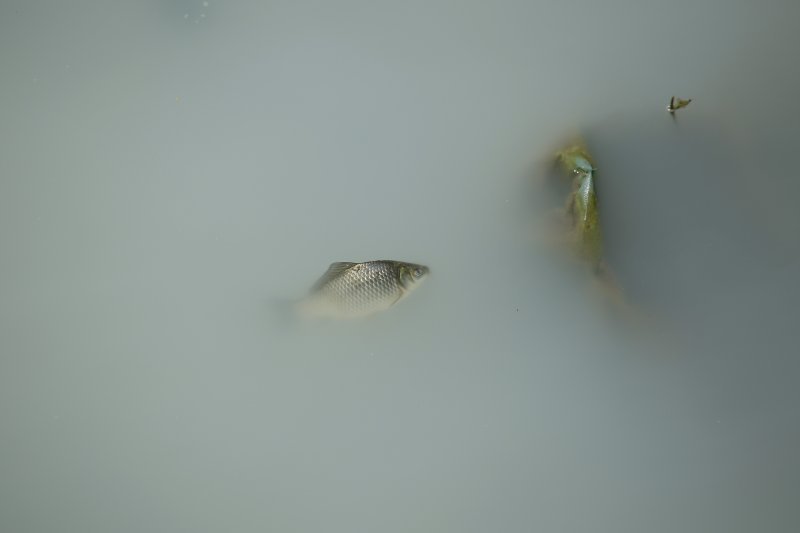 Mutnim potokom Kustošak plutaju uginule ribe