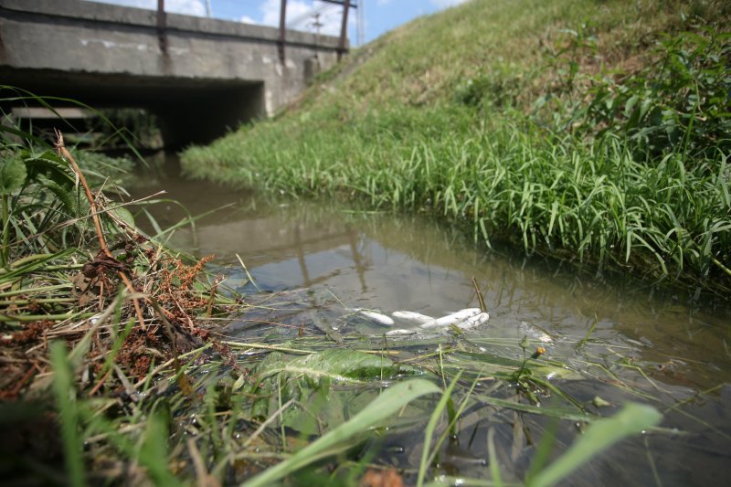 Mutnim potokom Kustošak plutaju uginule ribe