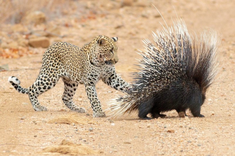 Leopard vreba dikobraza