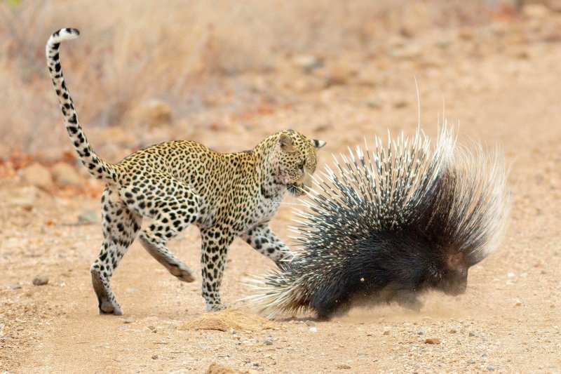 Leopard vreba dikobraza
