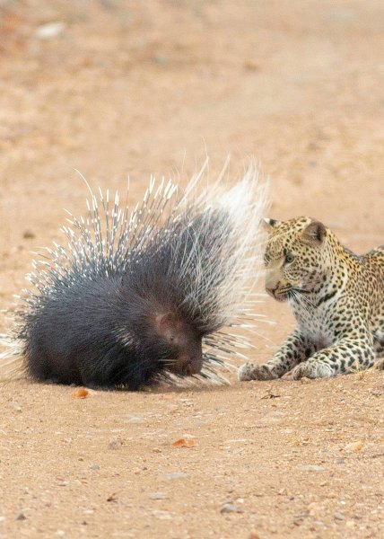 Leopard vreba dikobraza