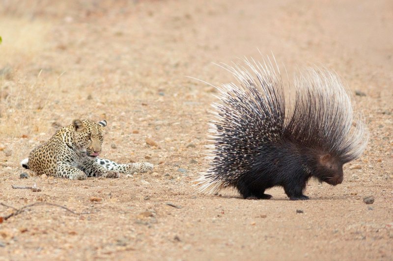 Leopard vreba dikobraza