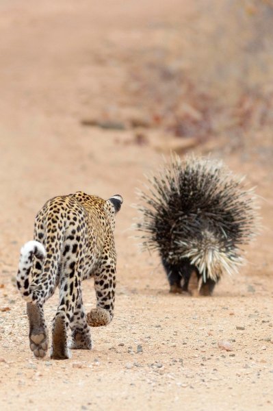 Leopard vreba dikobraza