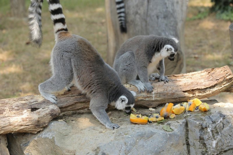 Životinje Zoološkog vrta grada Zagreba