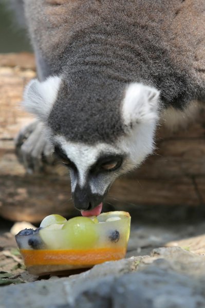 Životinje Zoološkog vrta grada Zagreba