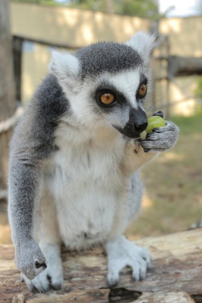 Životinje Zoološkog vrta grada Zagreba