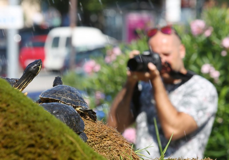 Kornjače se osvježuju u fontani i privlače znatiželjne turiste