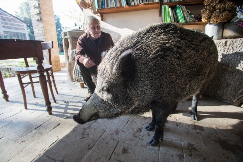 Talijanska divlja svinja Pasqualina