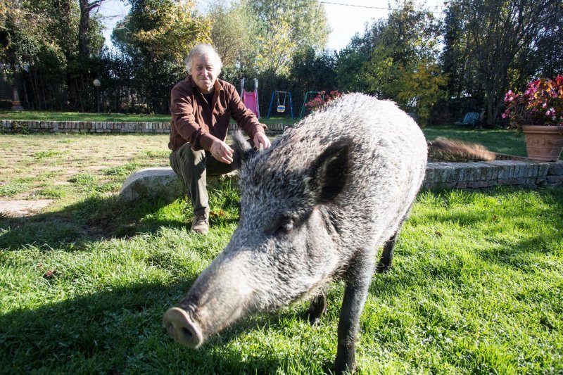 Talijanska divlja svinja Pasqualina