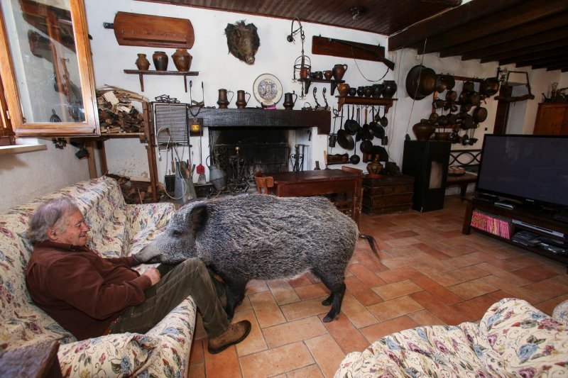 Talijanska divlja svinja Pasqualina