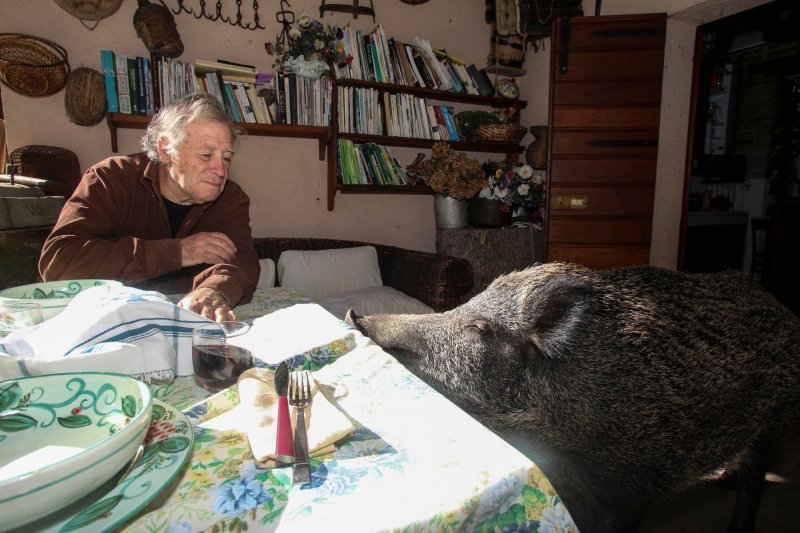 Talijanska divlja svinja Pasqualina