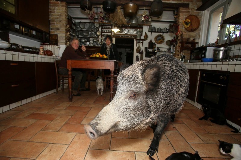 Talijanska divlja svinja Pasqualina