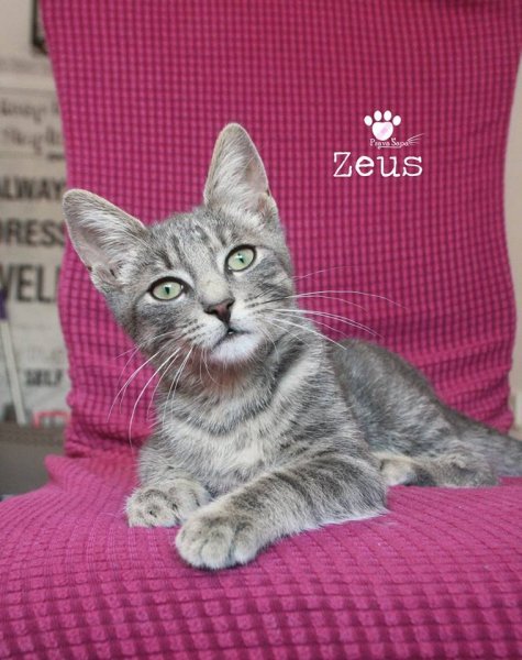 Zeus