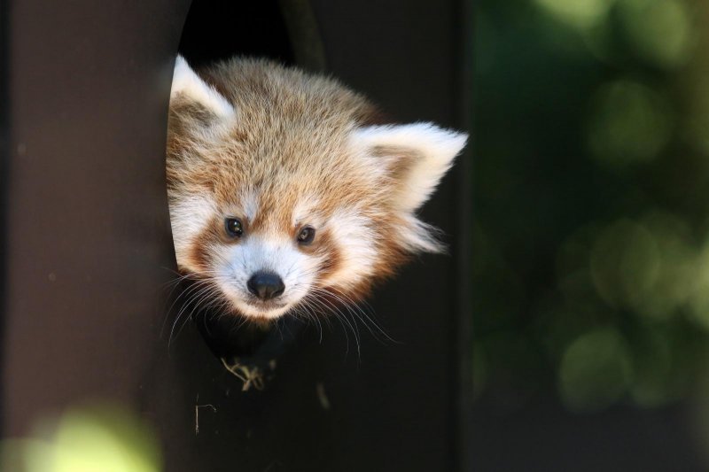 Mladunac crvene pande u Zagrebačkom ZOO-u