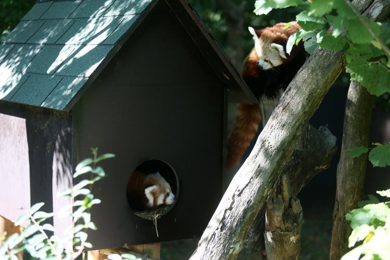 Mladunac crvene pande u Zagrebačkom ZOO-u